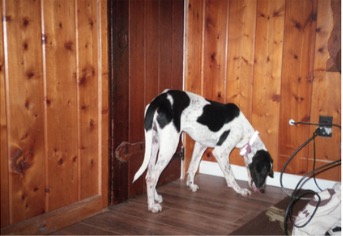 spotty dog sniffing cedar room